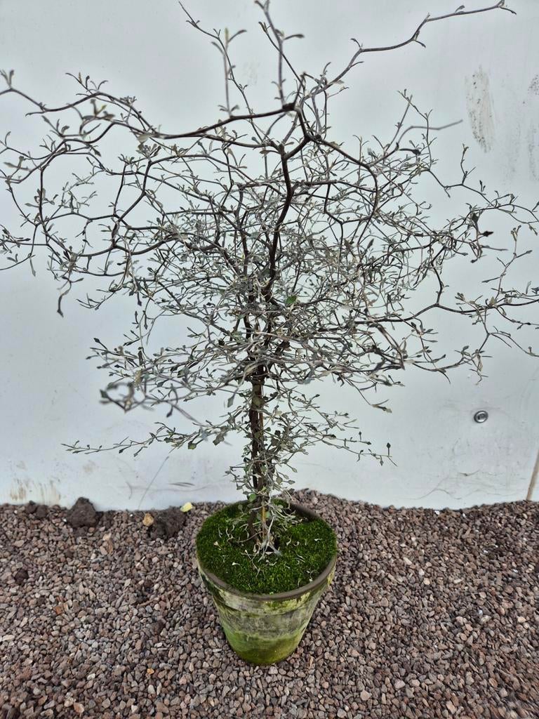 Corokia Cotoneaster p18 h60, Ophalen of Verzenden, Halfschaduw, Minder dan 100 cm