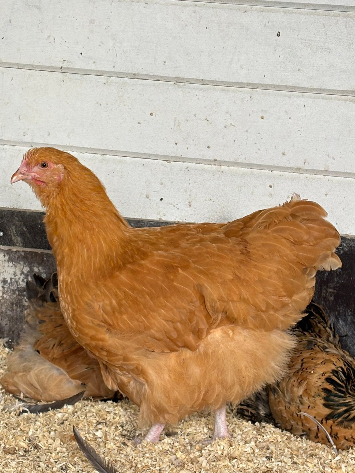 Orpingtons te koop, Meerdere dieren, Kip