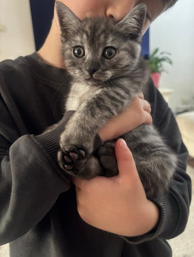 Ragdoll blue point /Britse korthaar kittens zoeken een thuis, Meerdere dieren, Ontwormd, 0 tot 2 jaar