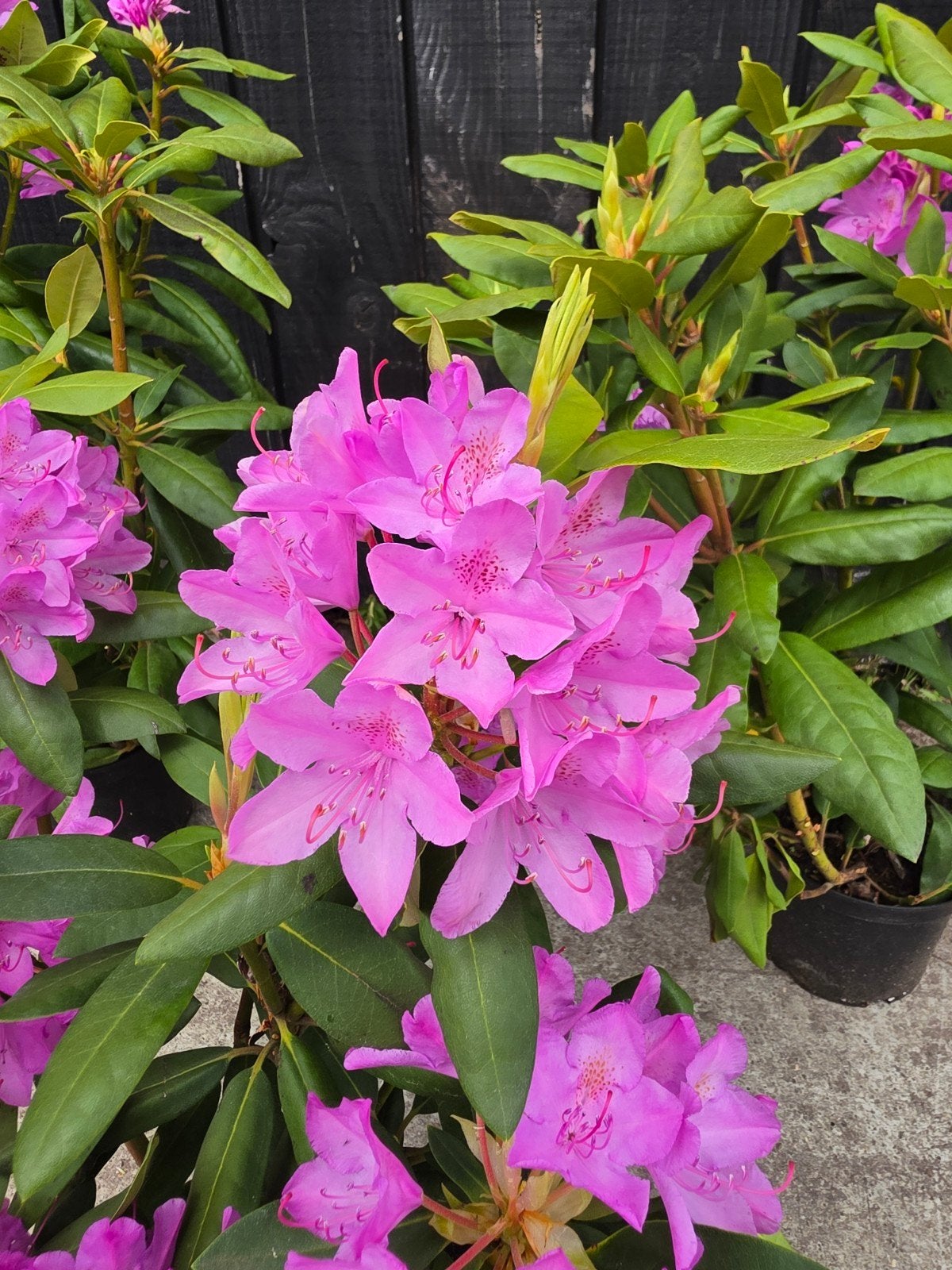 Partij 20 Stuks Rhododendron Roseum Elegans 50/60 cm 5L, Tuin en Terras, Planten | Struiken en Hagen, Ophalen, Rhododendron, Struik