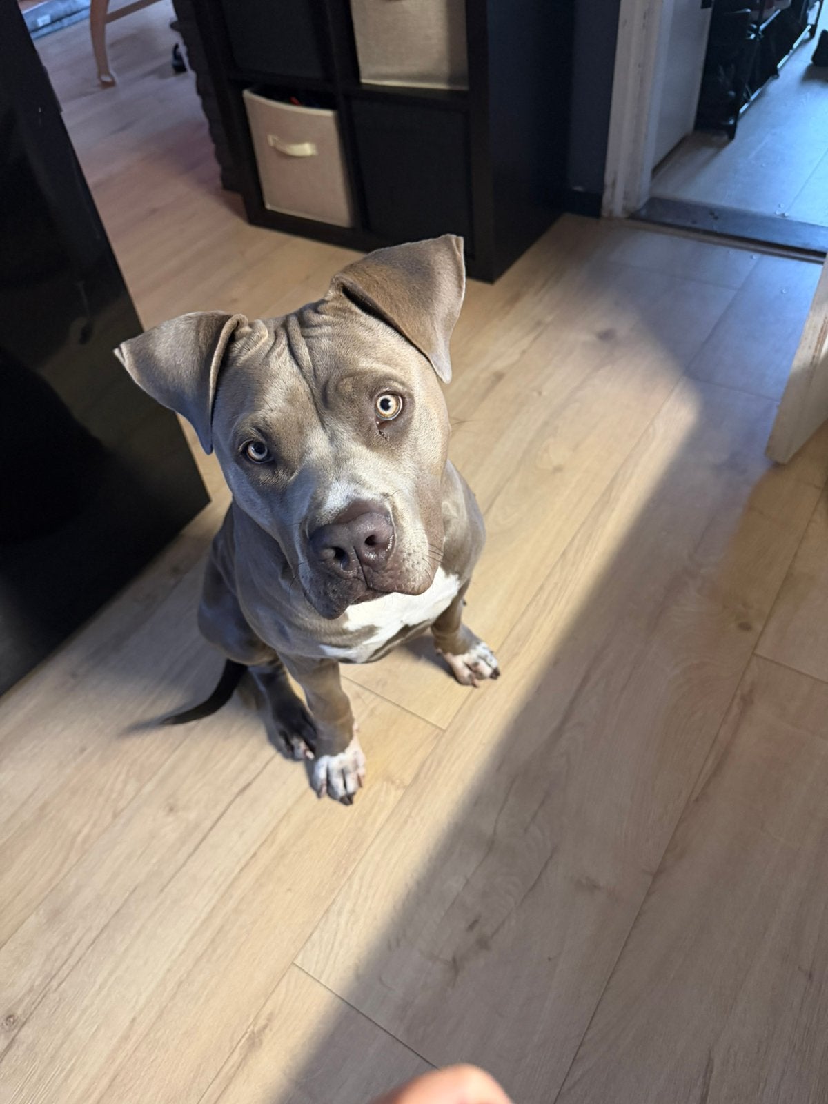 Amerikaanse bully pup xl, 8 tot 15 weken, Teef, Bulldog, Eén hond