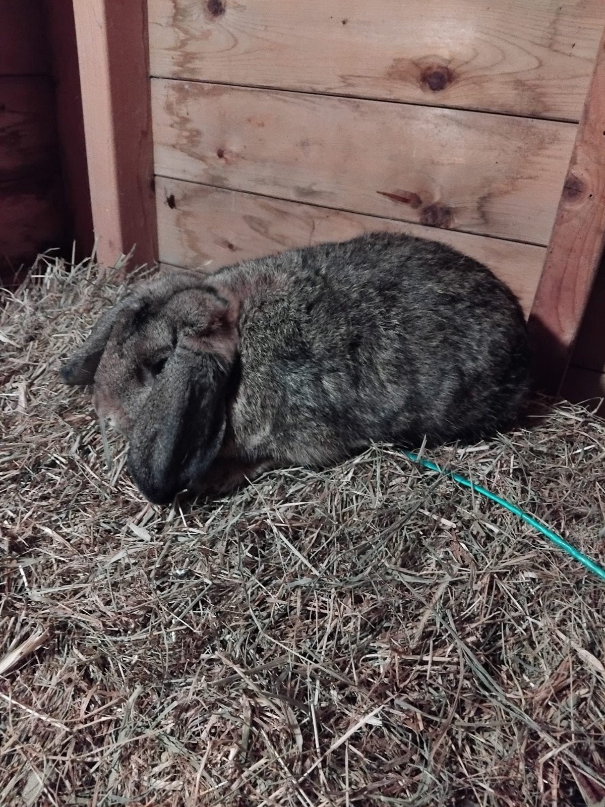 te koop hangoor gecastreerd 2 jaar oud, Mannelijk, Hangoor