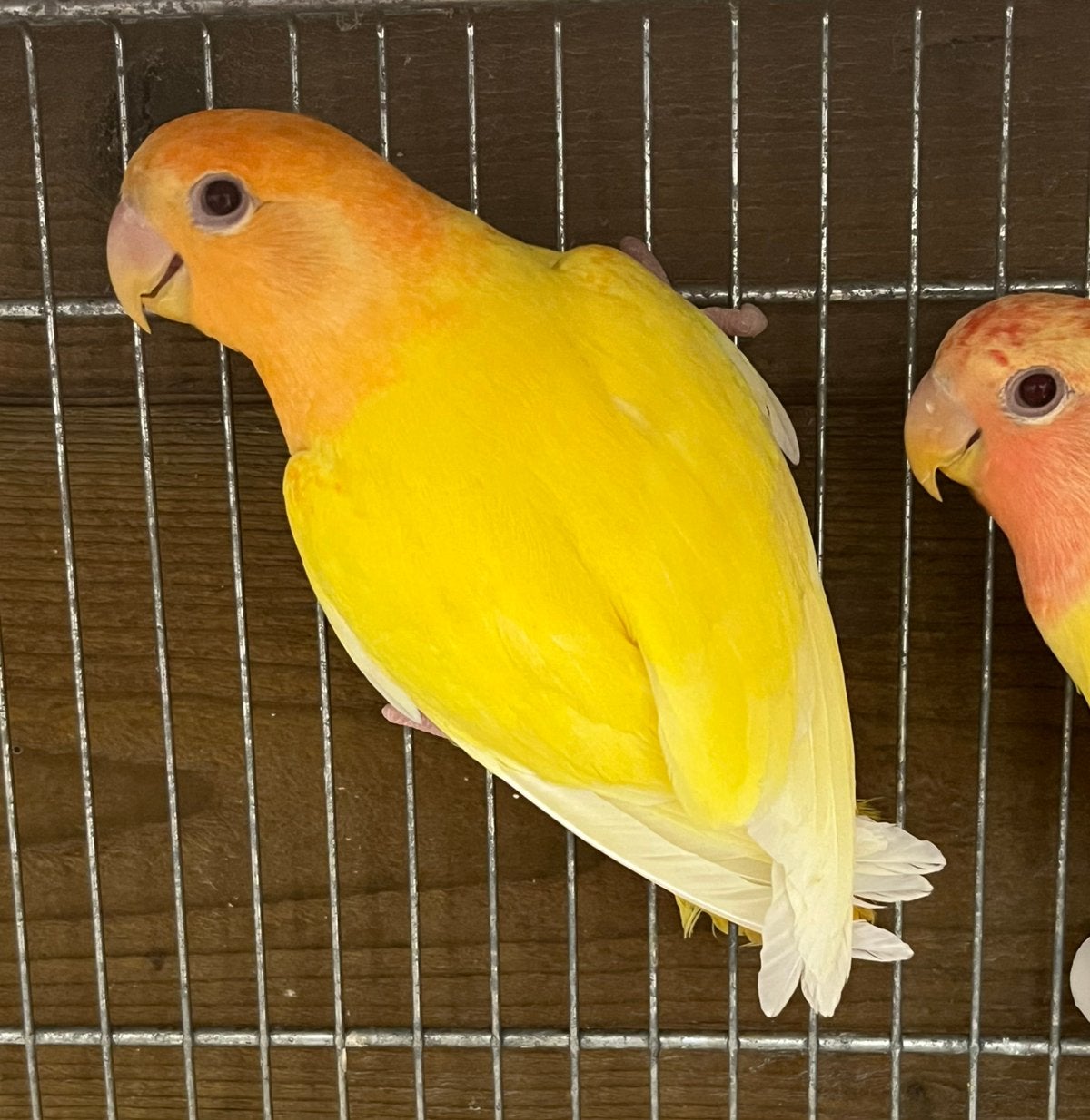 Agapornis Roseicolli  Oranje Masker 2026, Dieren en Toebehoren, Vogels | Parkieten en Papegaaien, Geslacht onbekend, Dwergpapegaai of Agapornis