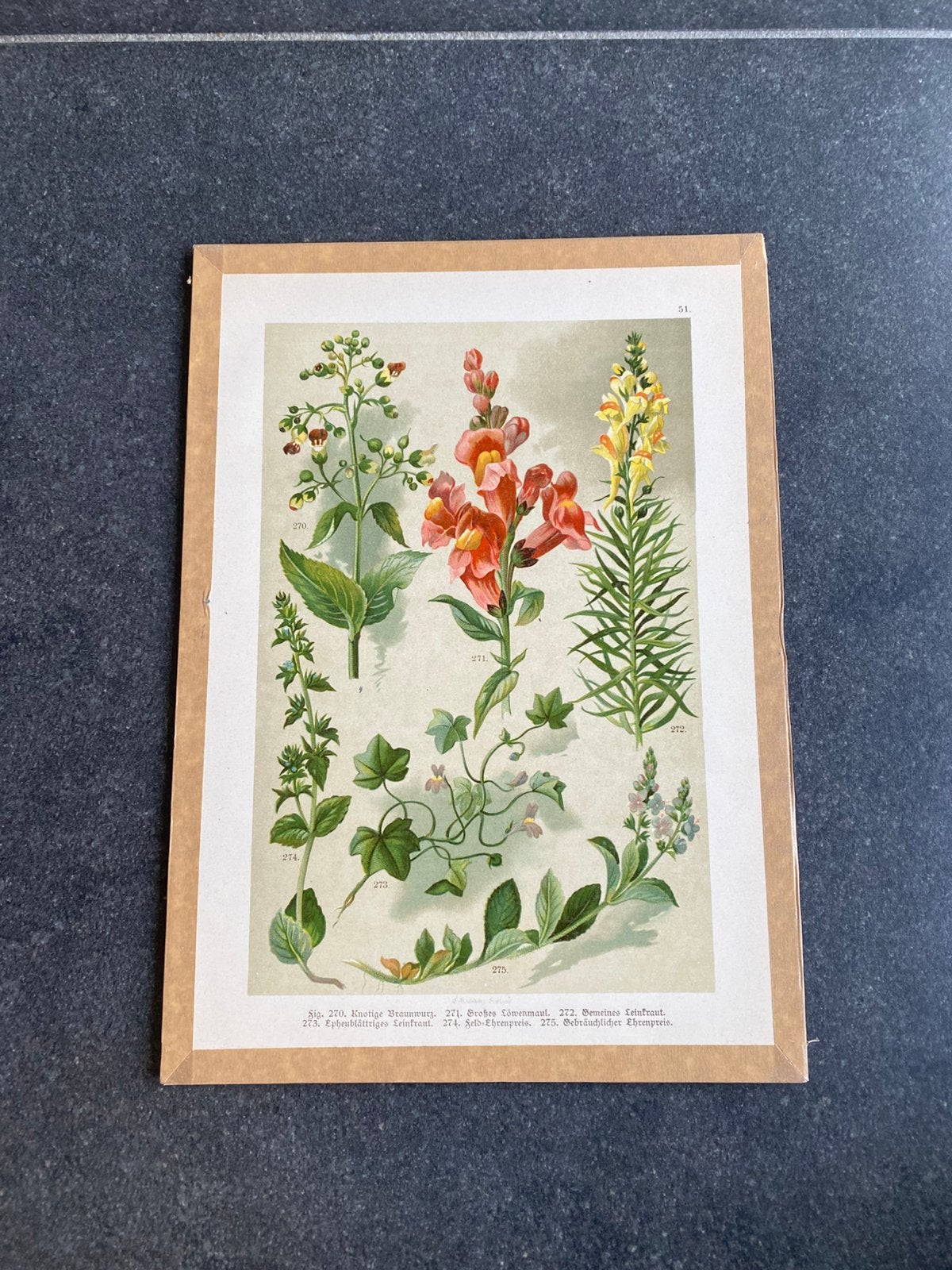Vele prenten bloemen/planten 20x29 pst 5 euro, Ophalen of Verzenden, Natuur en Biologie