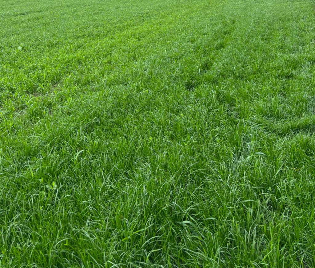 grasland gezocht weiland hooi gras weide, Dieren en Toebehoren, Ophalen, Vee