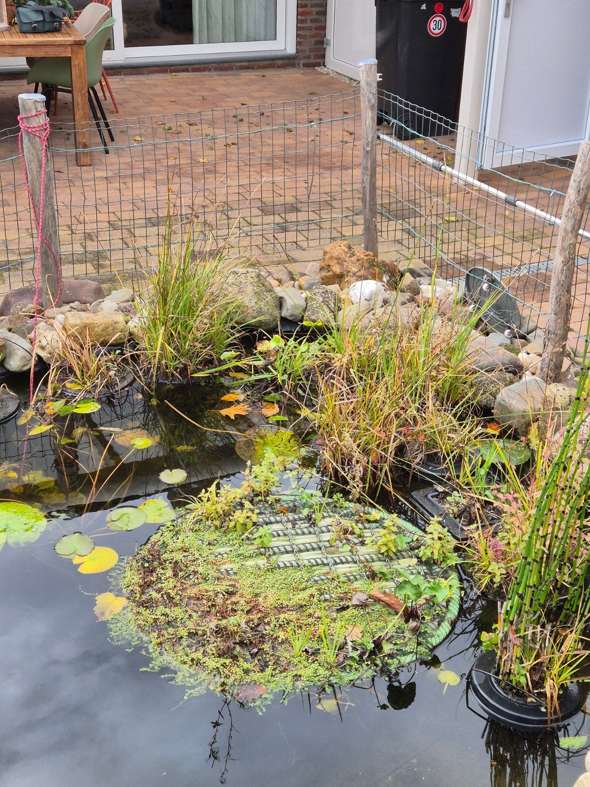 Gratis: Vijverplanten, Tuin en Terras, Ophalen, Gebruikt