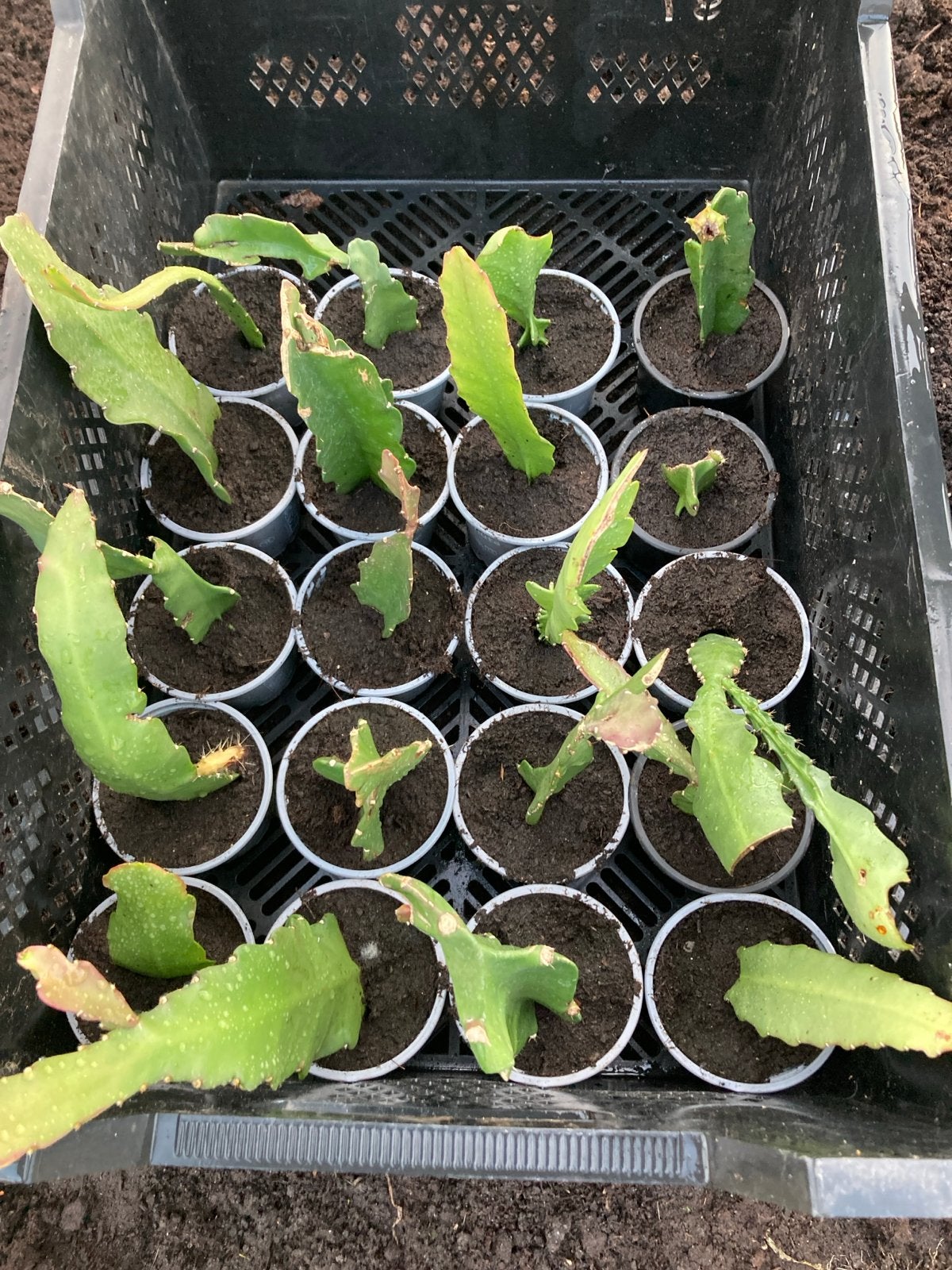 Jonge Epiphyllum stekjes - rood, Vaste plant, Halfschaduw, Zomer, Ophalen