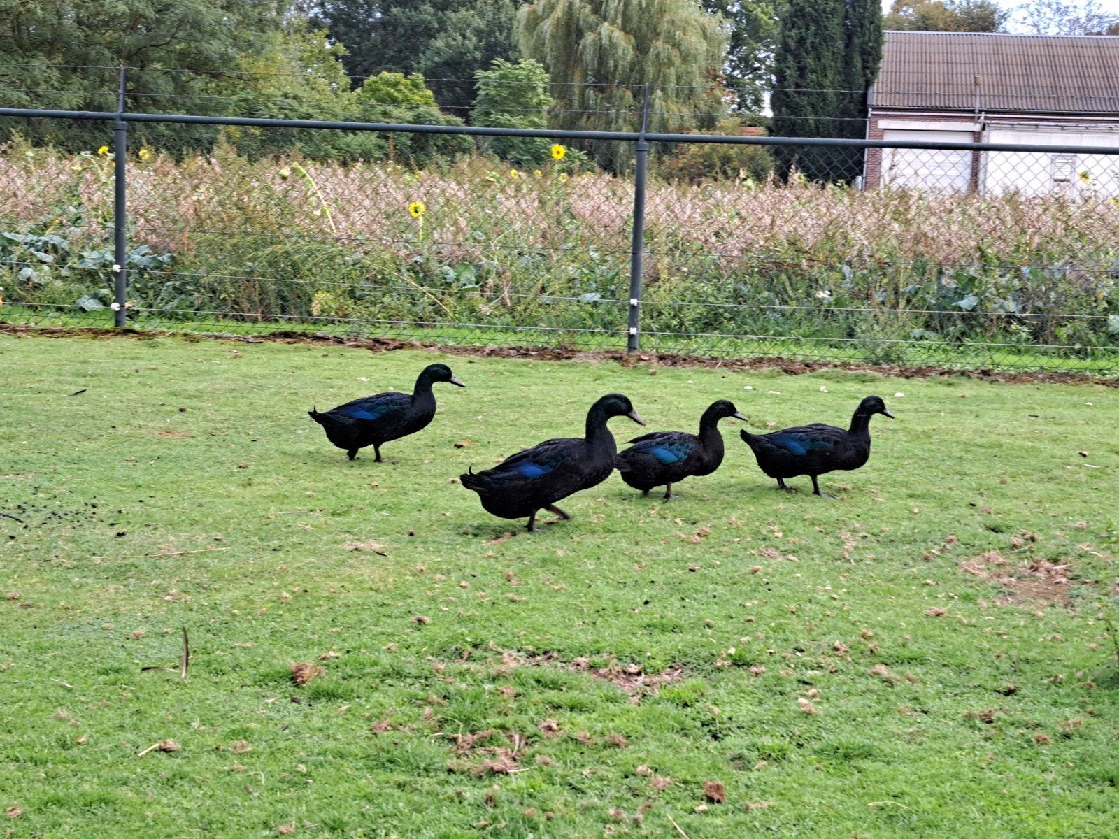cayuga eenden, Meerdere dieren, Eend