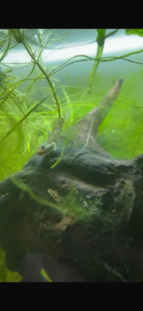 Rhinogobius duospilus Witwang gobius, Vis