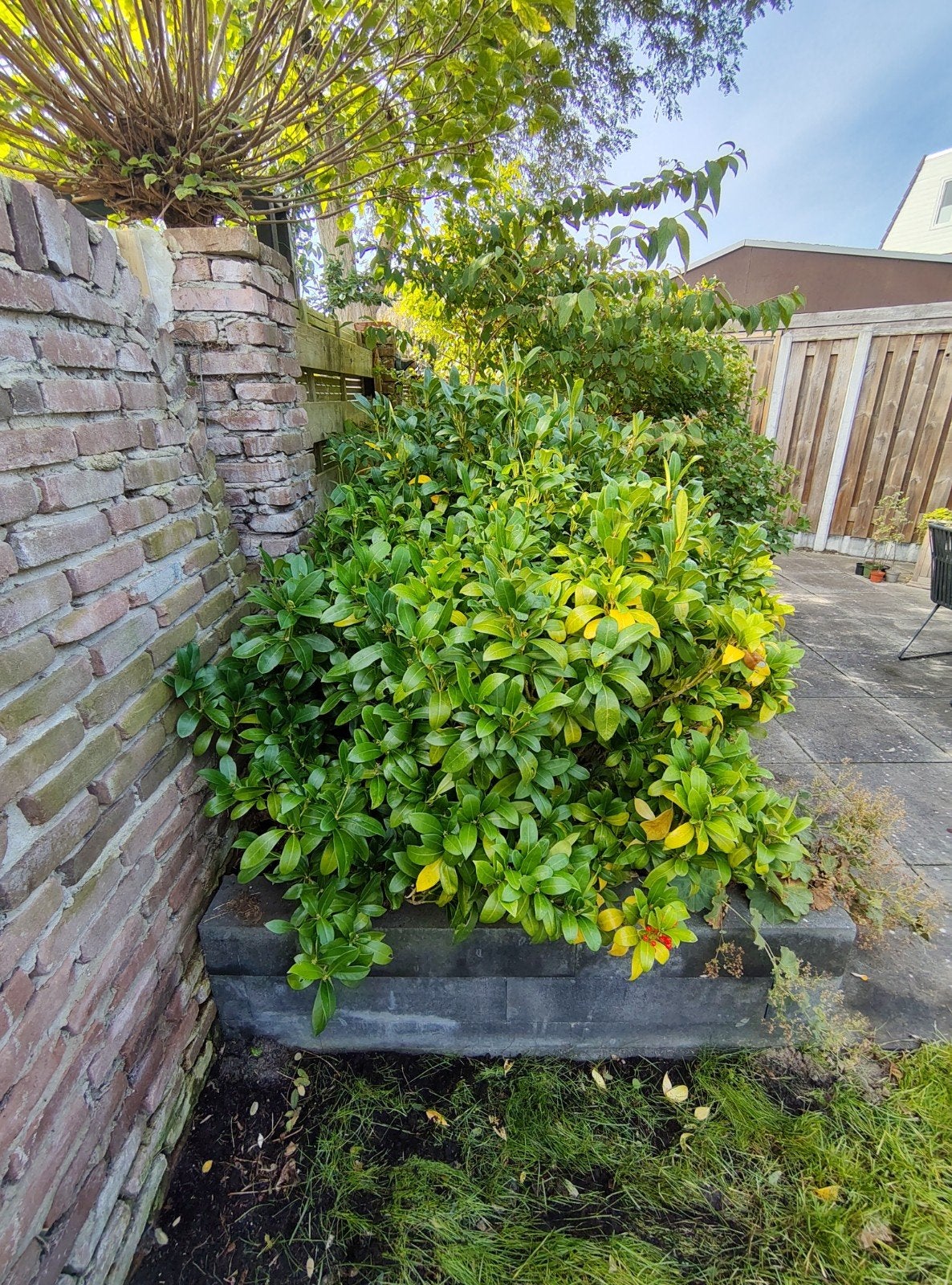 Skimmia Japonica, gratis op te halen, Tuin en Terras, Ophalen, Overige soorten, Struik, 100 tot 250 cm