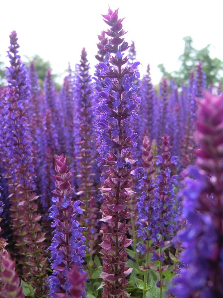 20 vaste planten Salvia nemorosa Ost Friesland € 50.00, Overige soorten, Volle zon, Vaste plant, Ophalen of Verzenden