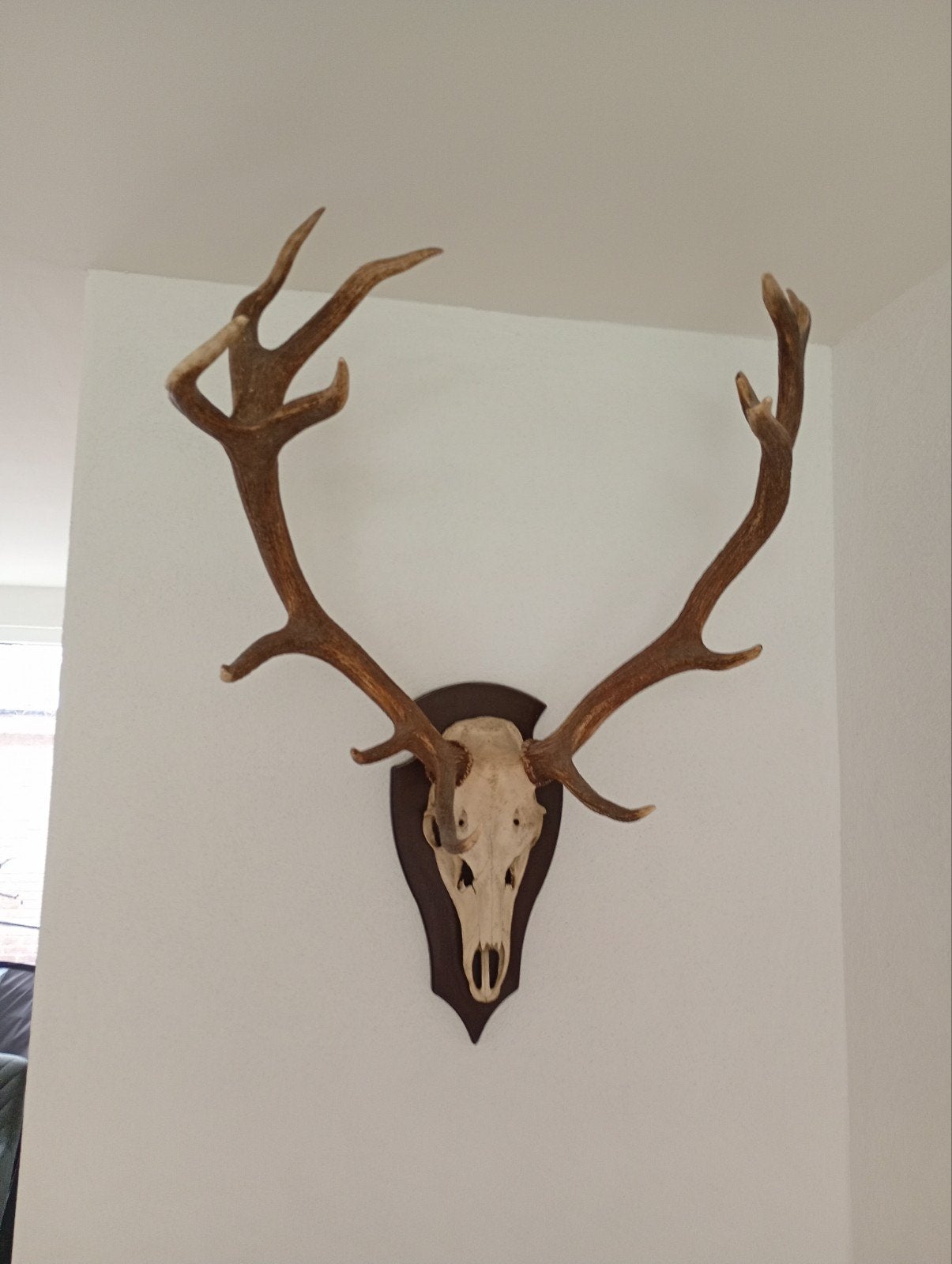 Edelhert gewei te koop, Ophalen, Zo goed als nieuw, Decoratieobject