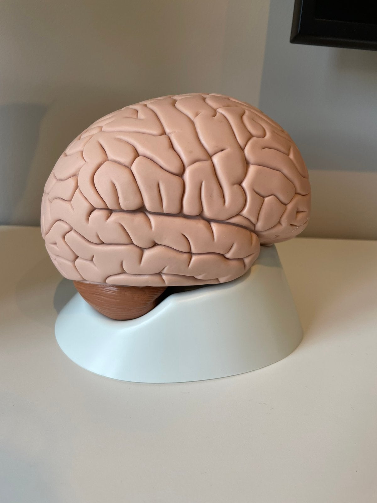 Anatomisch model van de hersenen van 3B Scientific, Ophalen of Verzenden, Zo goed als nieuw