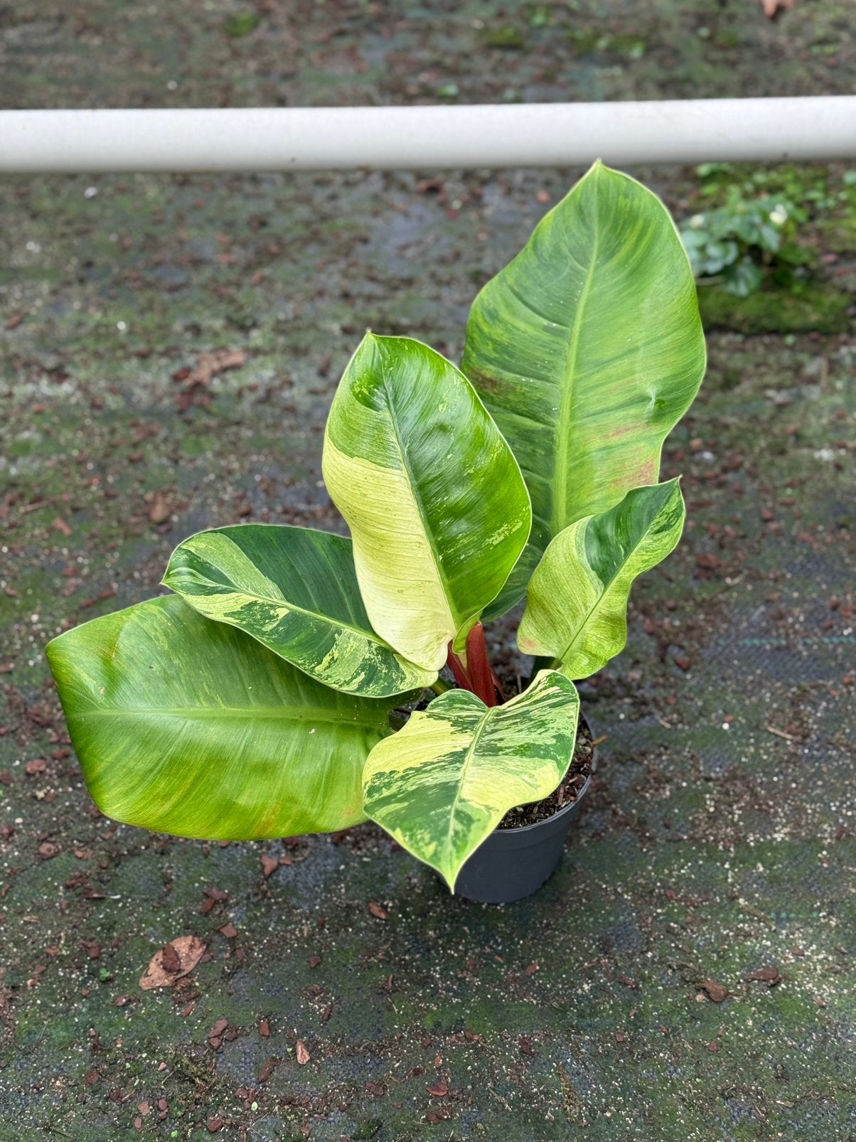 Philodendron Imperial Green Variegata, Ophalen of Verzenden, Halfschaduw, Minder dan 100 cm