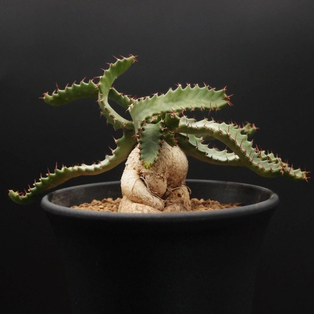 Euphorbia stellata zaden – vers zaad, Tuin en Terras, Verzenden, Voorjaar, Volle zon, Zaad