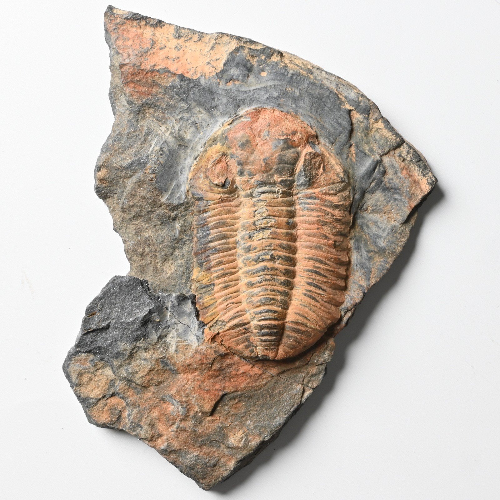 Phacopidina michelini trilobiet fossiel - Ordovicium, Ophalen of Verzenden, Fossiel
