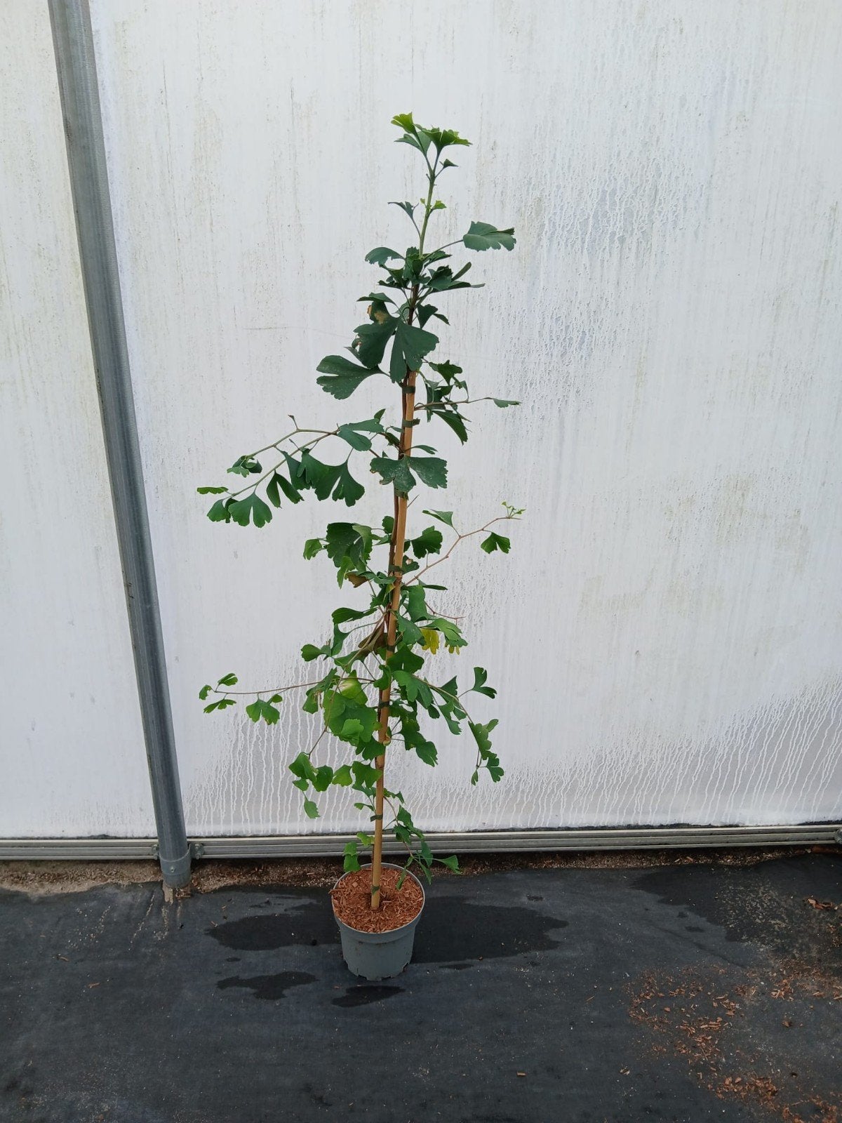 Ginkgo biloba🌿 Japanse notenboom 🌳, Tuin en Terras, Planten | Bomen, Ophalen