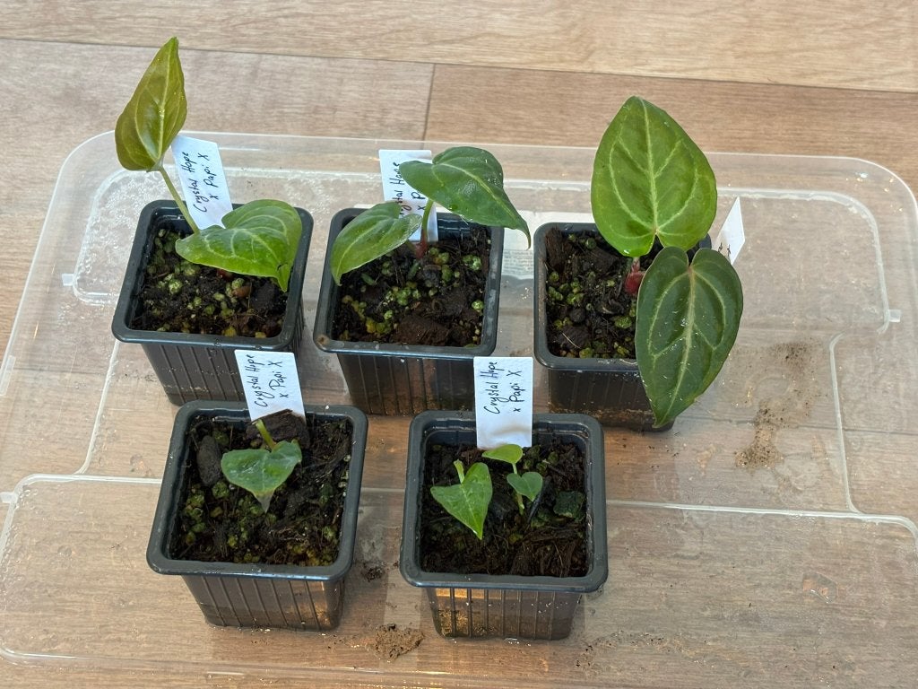 Anthurium Crystal hope x papiX clones, Ophalen of Verzenden, Halfschaduw, Minder dan 100 cm