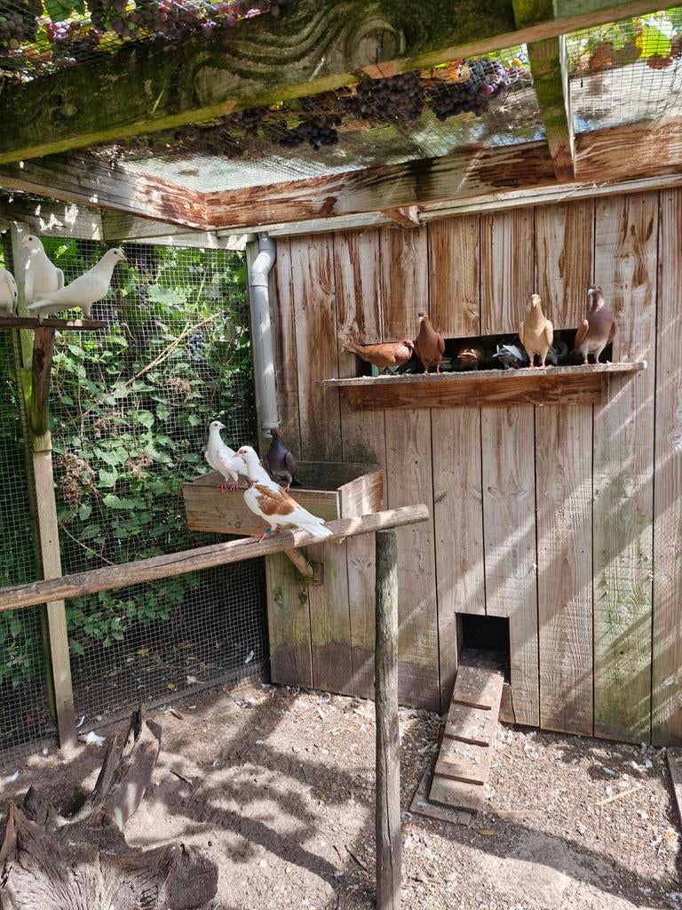 Kleur postduiven, Dieren en Toebehoren, Vogels | Duiven, Meerdere dieren, Postduif