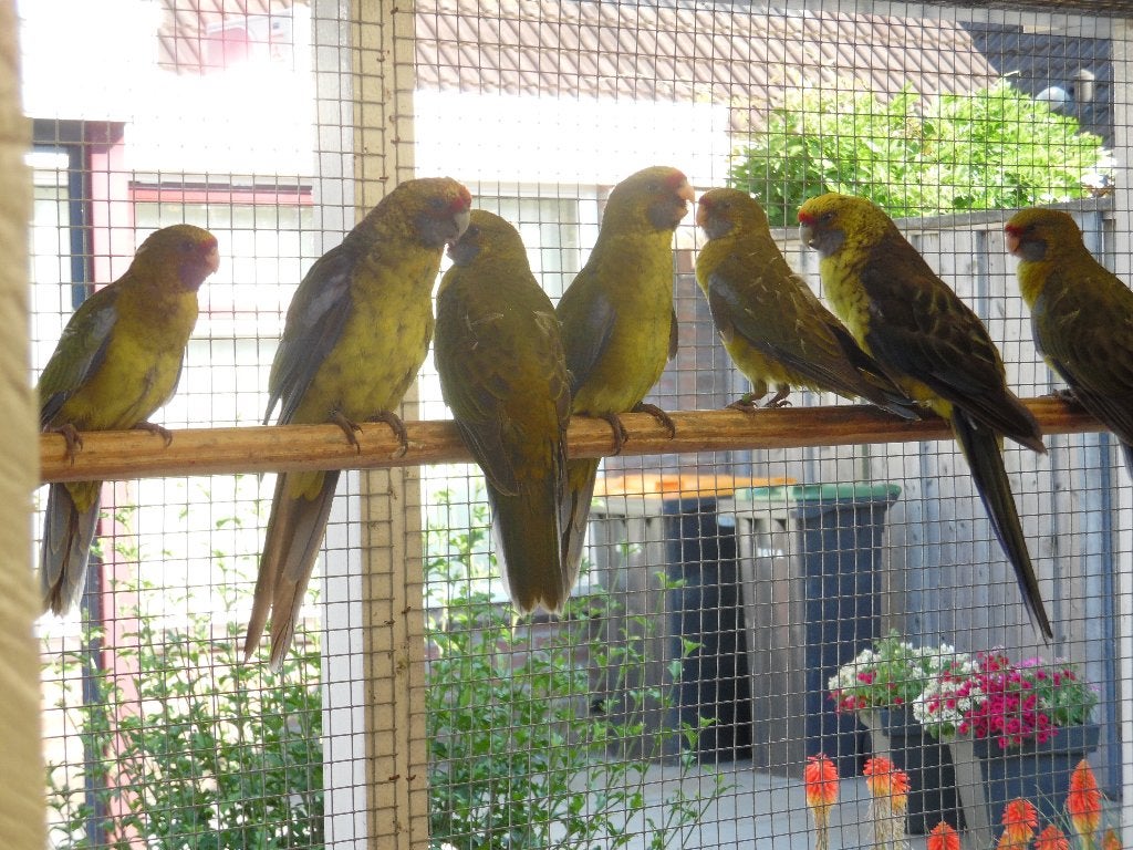 mooie jonge wildkleur geelbuik rosella's, Dieren en Toebehoren, Vogels | Parkieten en Papegaaien, Meerdere dieren, Parkiet, Geringd