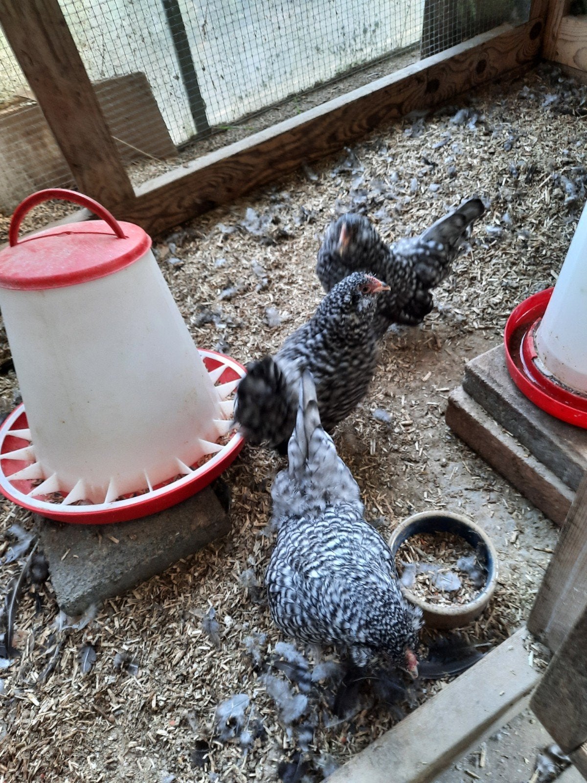 Antwerpse baardkriel, Dieren en Toebehoren, Meerdere dieren, Kip