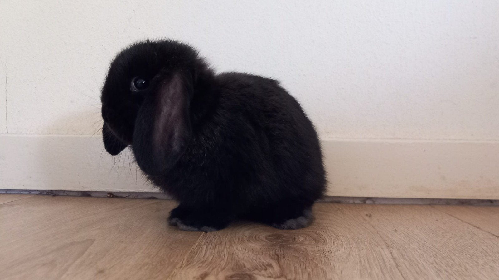 Jonge hangoren, Dieren en Toebehoren, Konijnen, Meerdere dieren, Groot