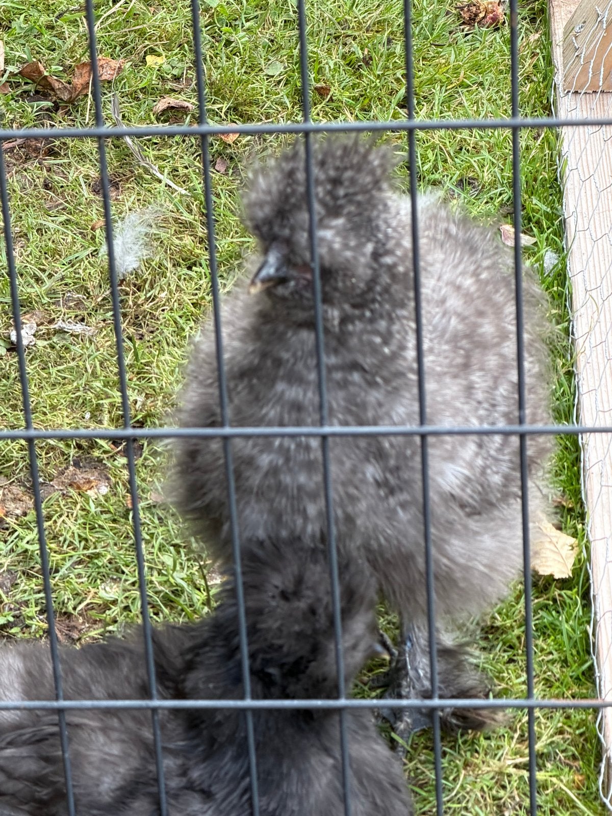 Zijdehoen krielhaan, Dieren en Toebehoren, Mannelijk, Kip