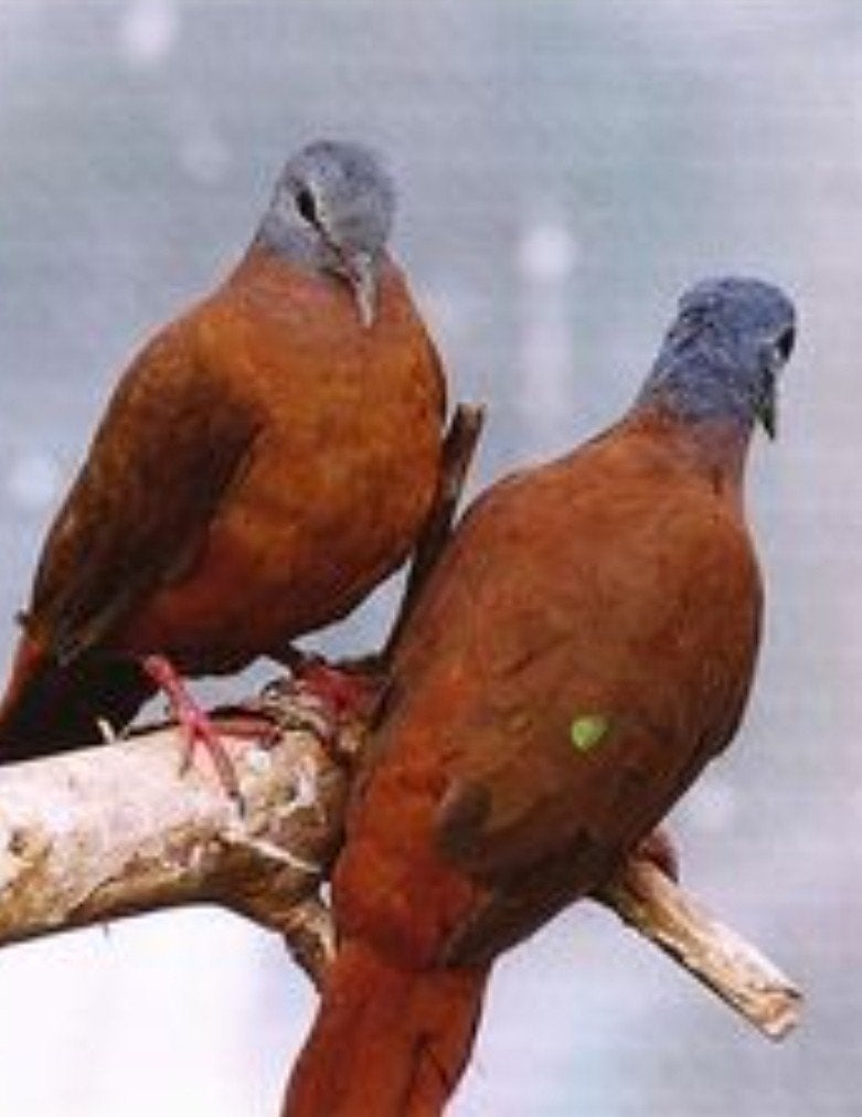blauwkopbosduif, Meerdere dieren, Geringd