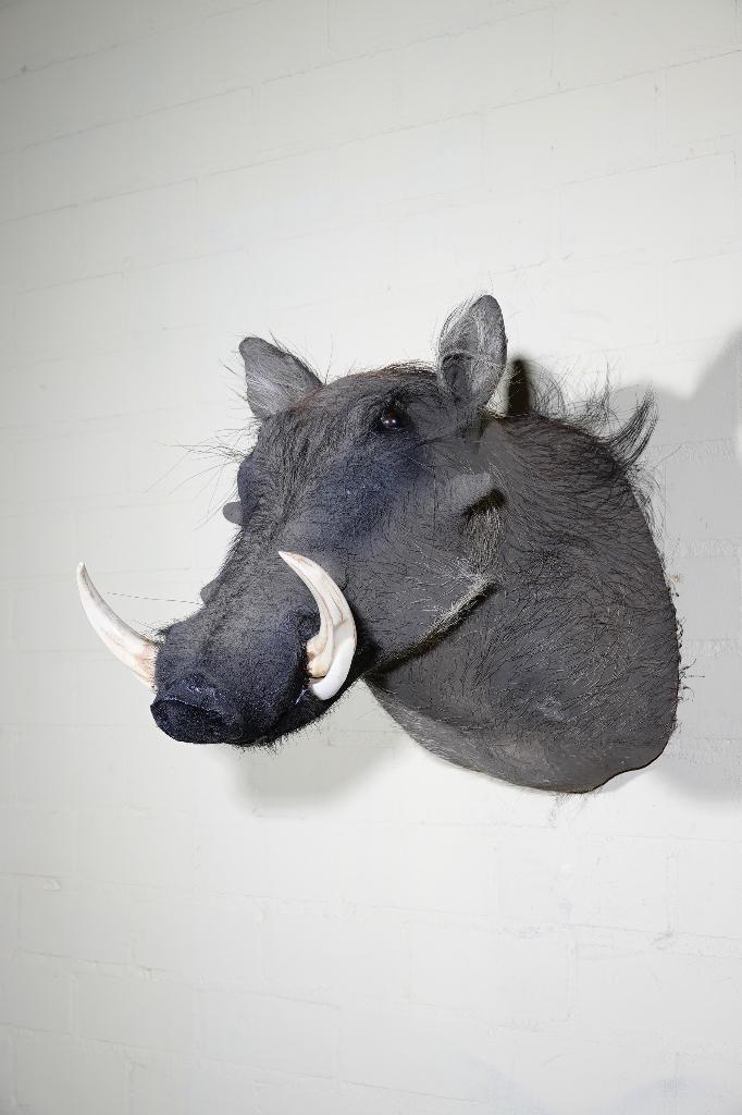 wrattenzwijn taxidermy shouldermount opgezette, Ophalen, Zo goed als nieuw, Hert, Gewei of Kop