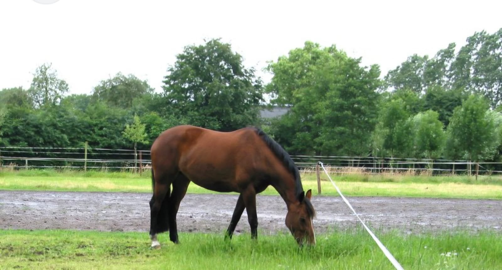 Gezocht stalling omgeving dinteloord, Stalling, 1 paard of pony