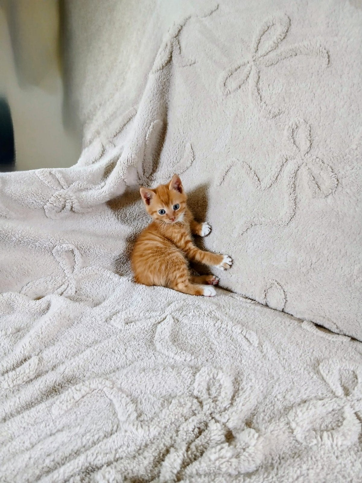 Jonge kitten, Dieren en Toebehoren, Katten en Kittens | Raskatten | Korthaar, Kater