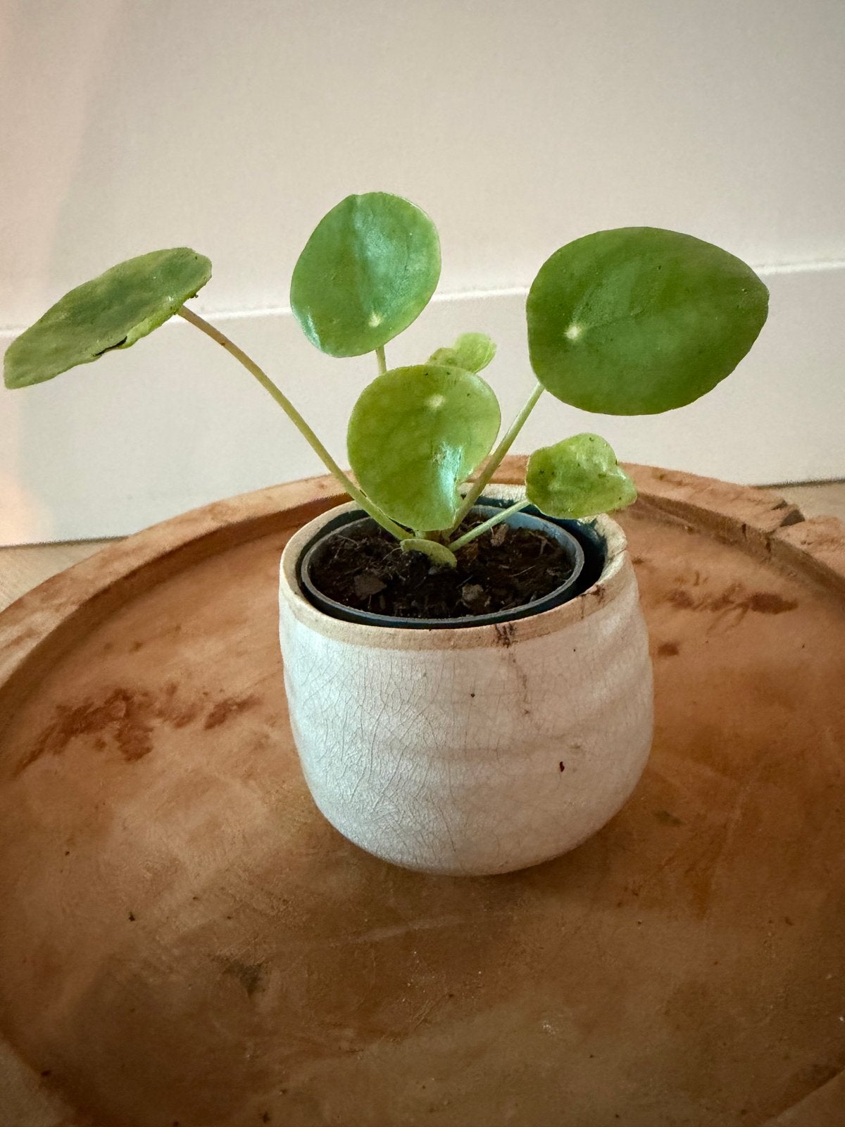 Beige bloempotje met pannenkoekplantje - 6 cm hoog, Huis en Inrichting, Overige soorten, In pot, Minder dan 100 cm, Groene kamerplant