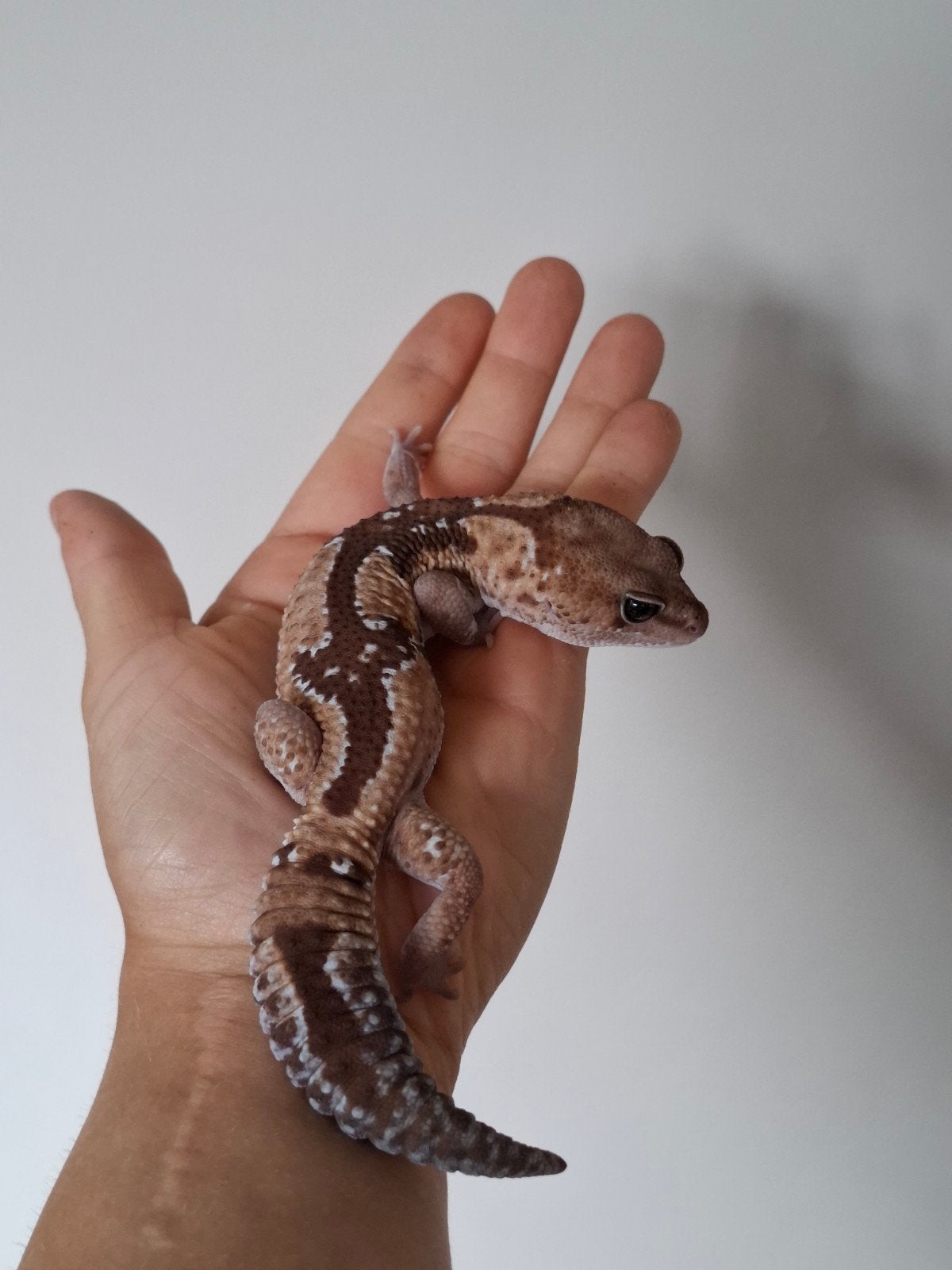 Vetstaartgekko man, Dieren en Toebehoren, Reptielen en Amfibieën, Hagedis, 0 tot 2 jaar