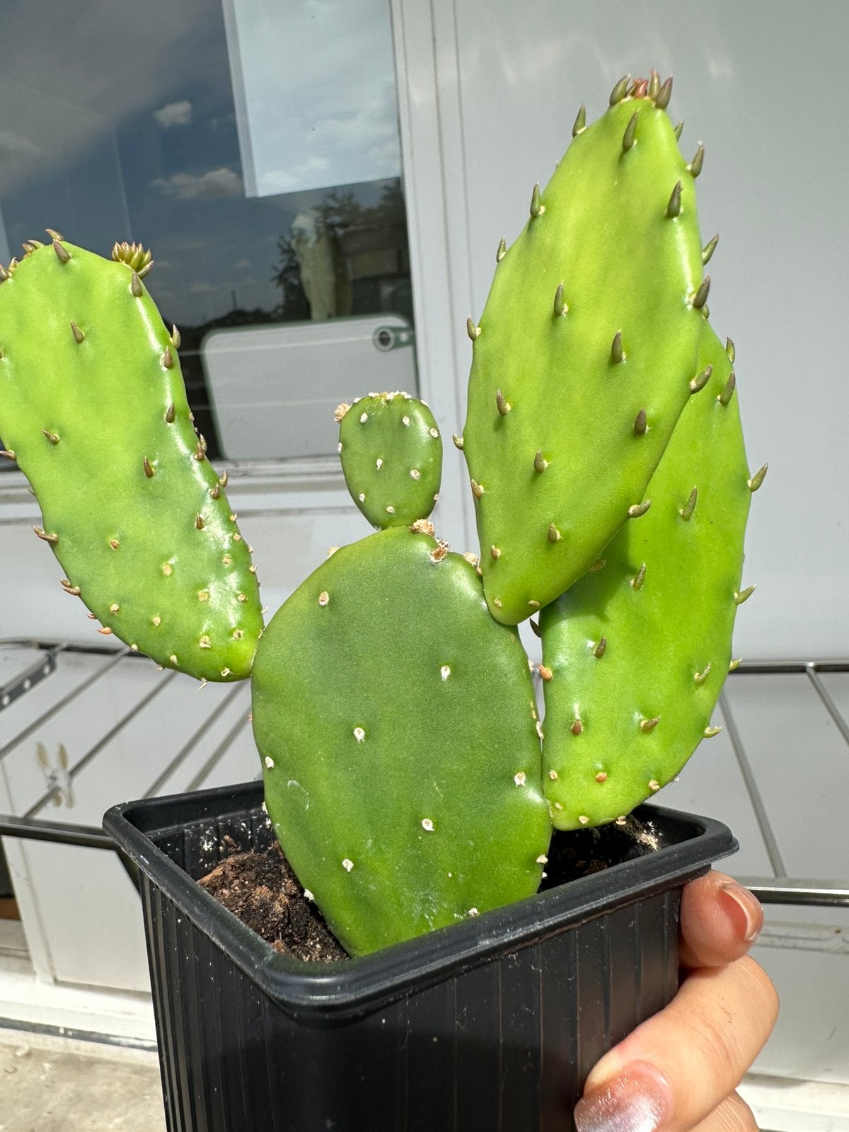 Cuctus kamerplant, Tuin en Terras, Planten | Tuinplanten, Ophalen, Overige soorten, Volle zon