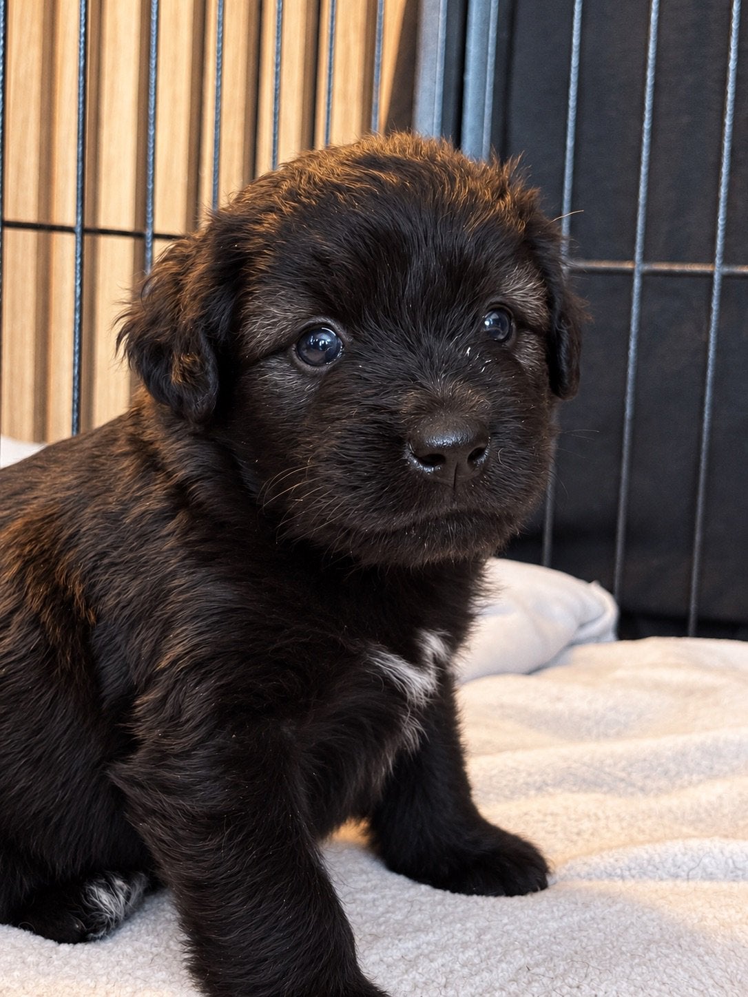 Mini doodle F3 pups, België, Particulier, Overige rassen, 8 tot 15 weken