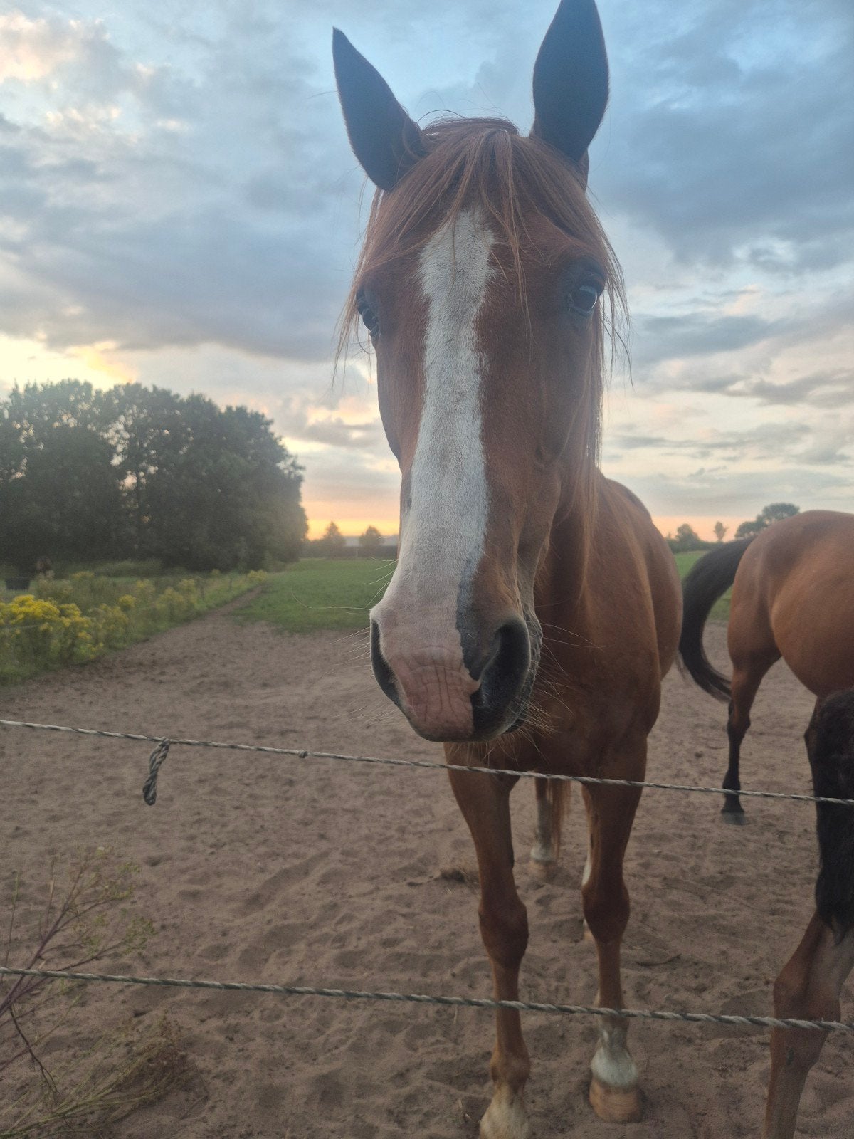 weidemaatje, Ruin, Onbeleerd, 11 jaar of ouder, Recreatiepaard