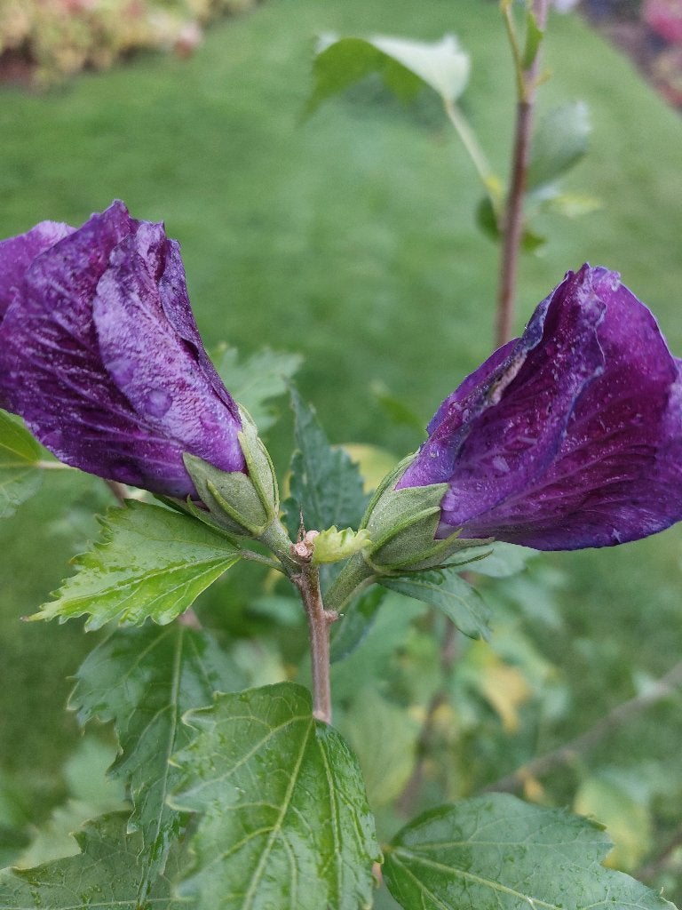 Hibiscus in pot paarse bloemen, Overige soorten, Volle zon, Vaste plant, Ophalen of Verzenden