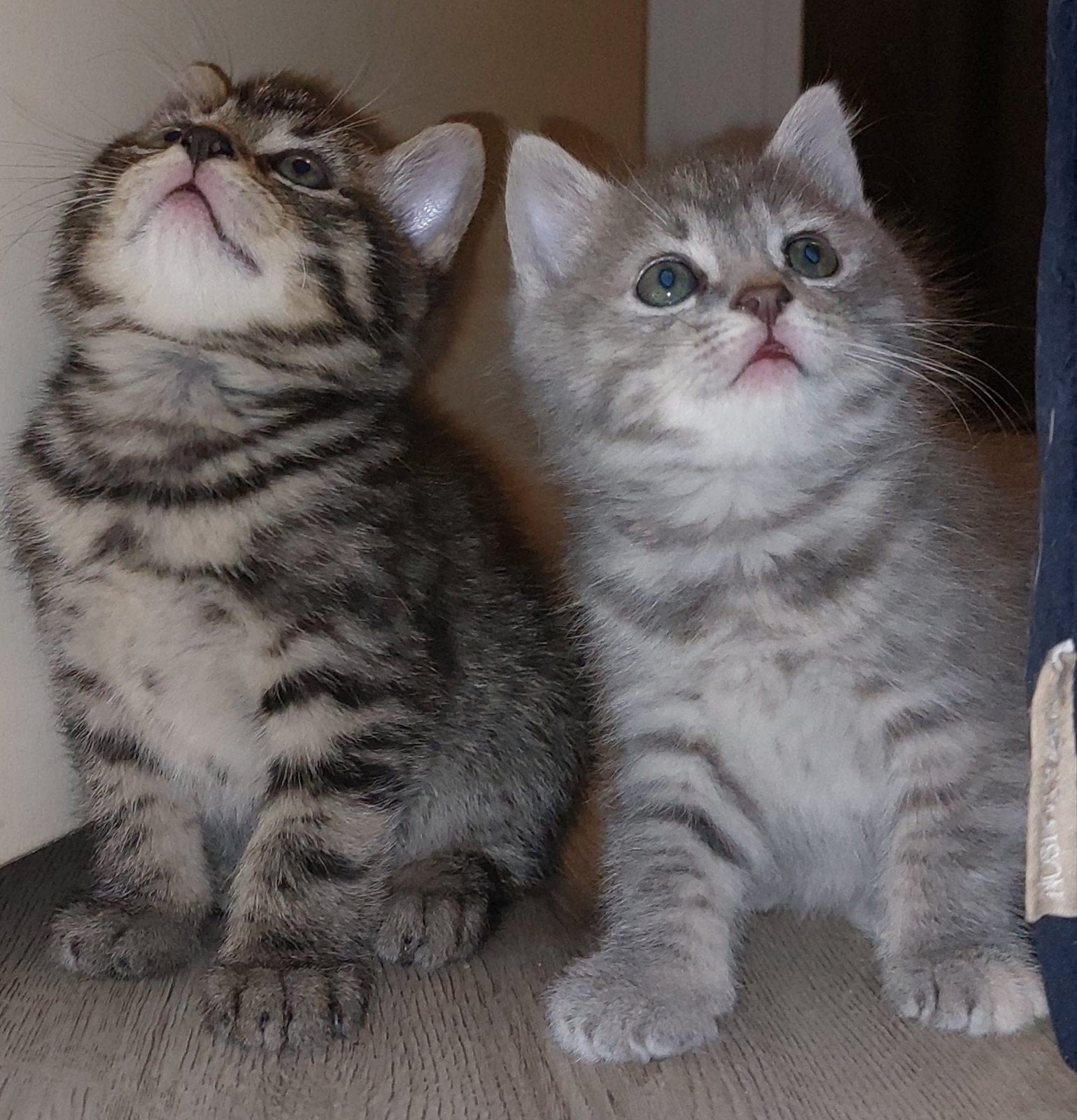 3 Britse korthaar kruising kittens