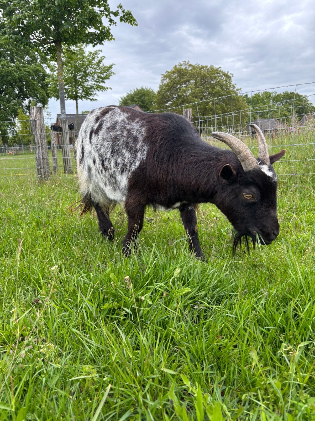 Hele mooi makke gecastreerde bok!, Dieren en Toebehoren, Mannelijk, Geit, 3 tot 5 jaar