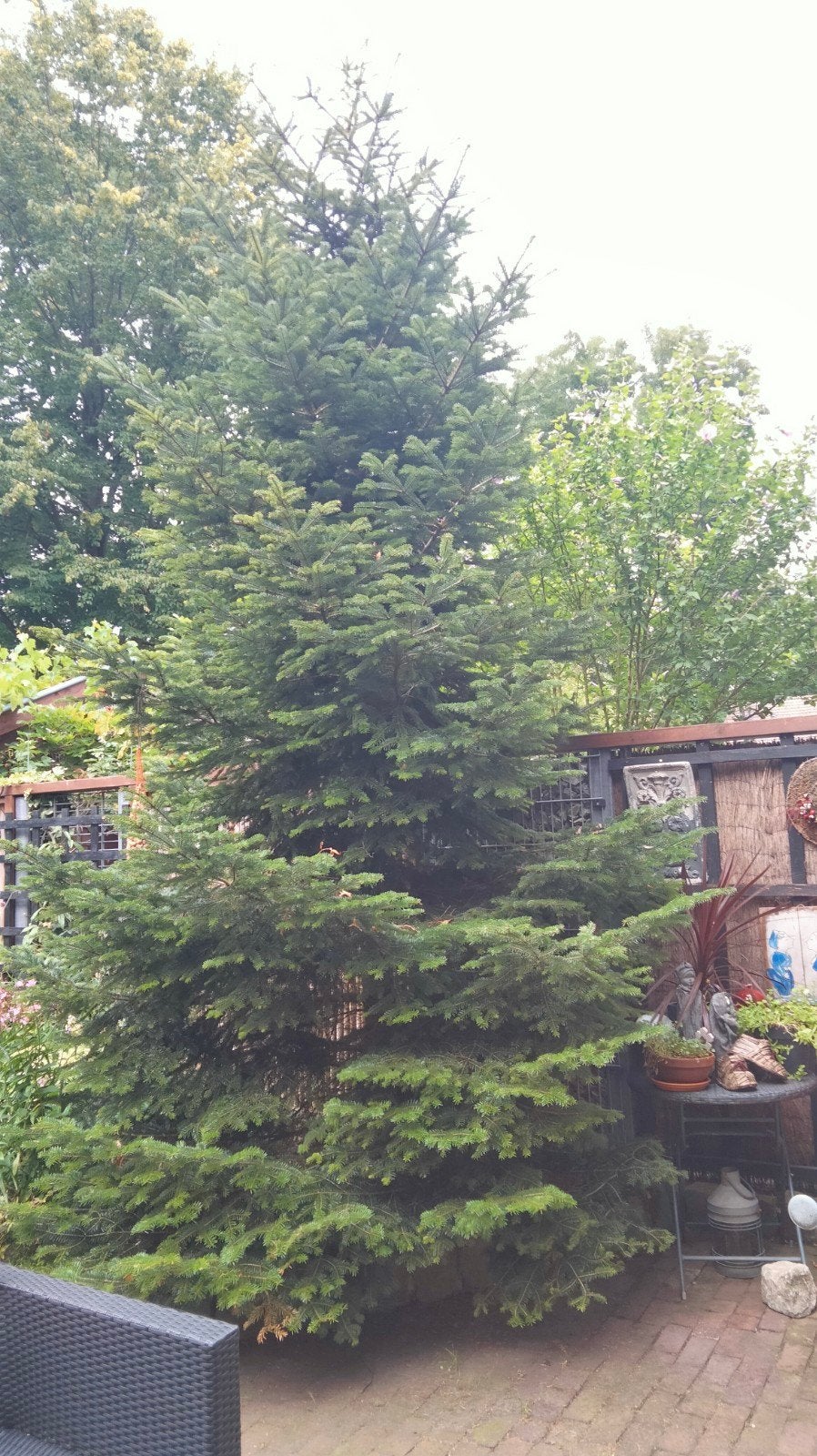 noordman kerstboom, Tuin en Terras, Planten | Bomen, Ophalen, Volle zon, Overige soorten