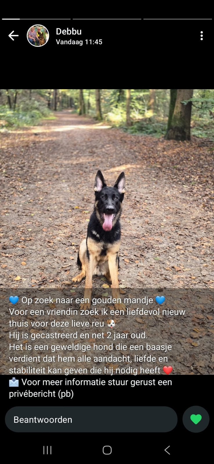 Herder, Reu, 1 tot 2 jaar, Eén hond, Herder