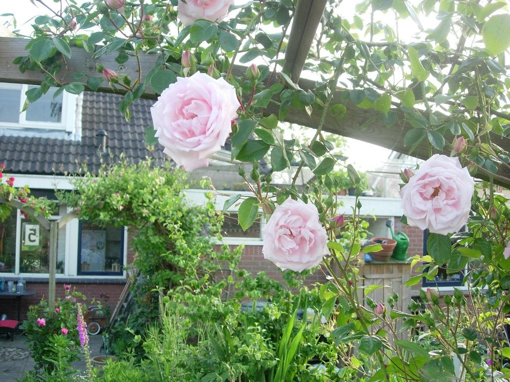 roos new dawn klimroos, Ophalen, Vaste plant, Overige soorten, Volle zon