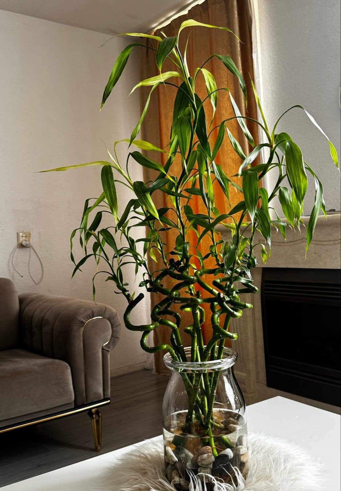 9 Lucky Bamboo plant in vaas, 100 tot 150 cm, Overige soorten, In pot, Groene kamerplant
