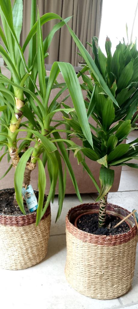 Yucca en Dracaena, Ophalen, In pot, Minder dan 100 cm, Yucca
