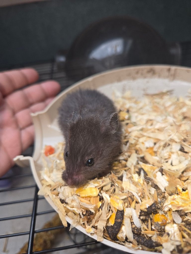 GOUDHAMSTER  vrouw, Dieren en Toebehoren, Knaagdieren, Mei, Vrouwelijk, Hamster