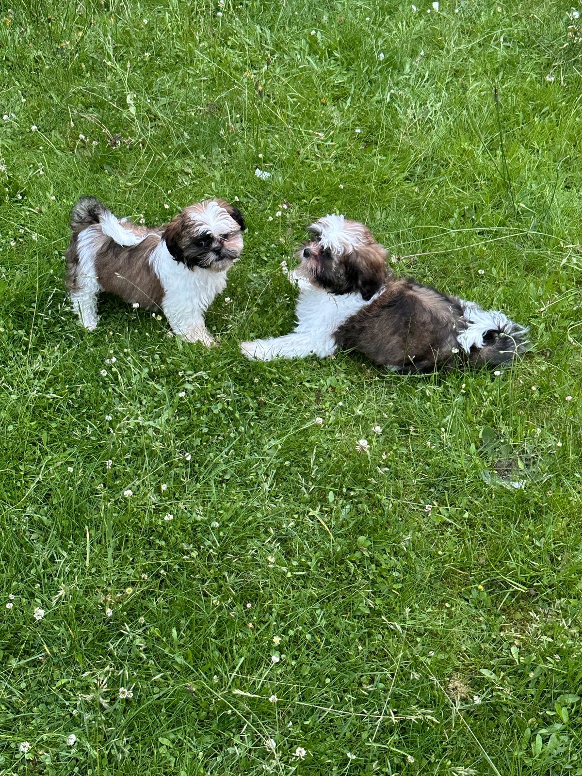 Pups shih-tzu, Dieren en Toebehoren, Yorkshire Terriër, 8 tot 15 weken, Parvo, Meerdere