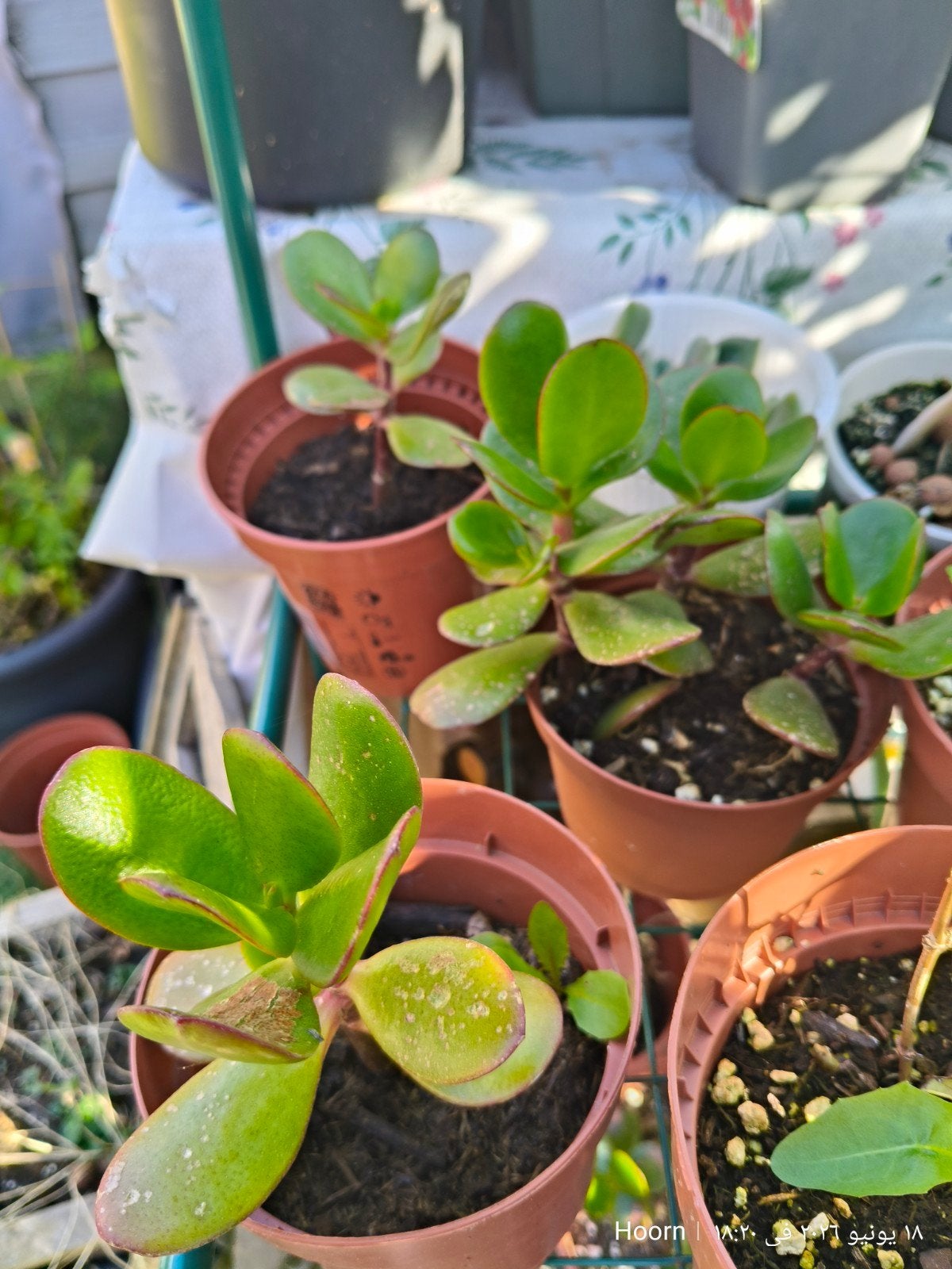 Crassula, Ophalen, Cactus, In pot, Halfschaduw