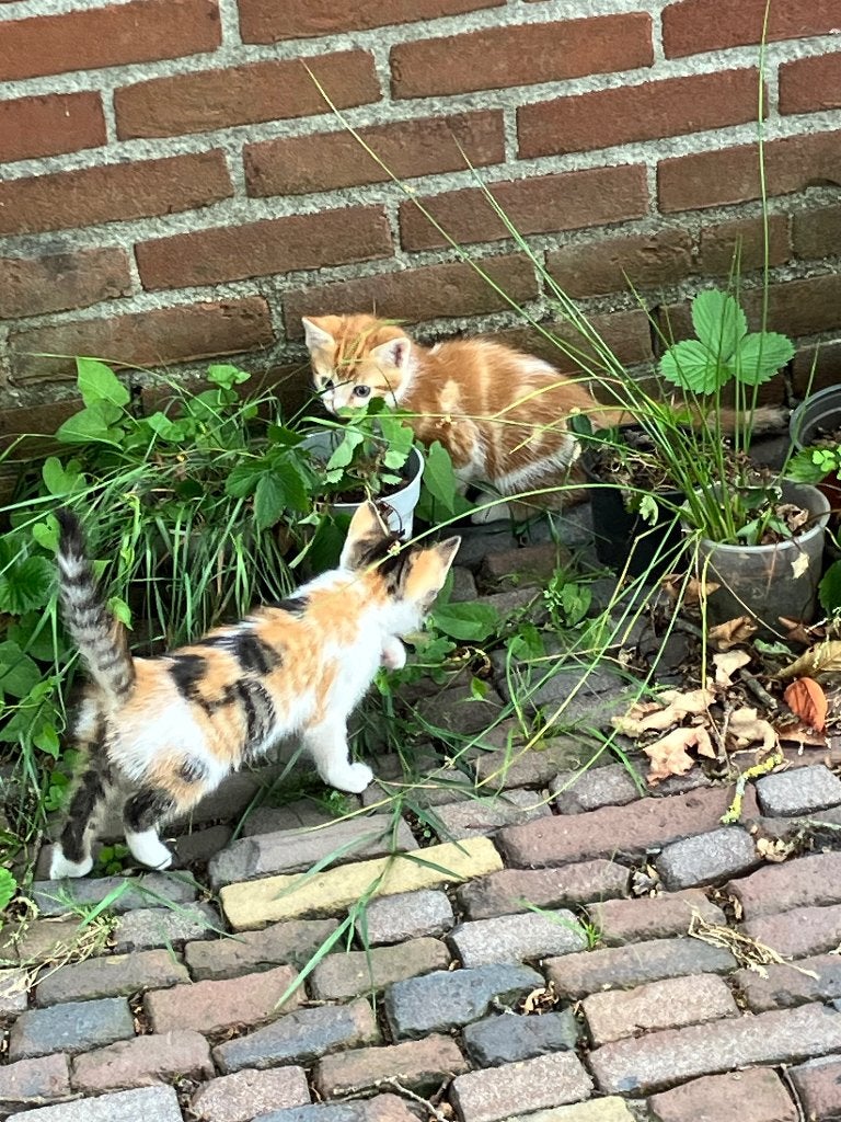Kittens rode kater en lapjes poes kitten lapjespoes, Meerdere dieren, 0 tot 2 jaar