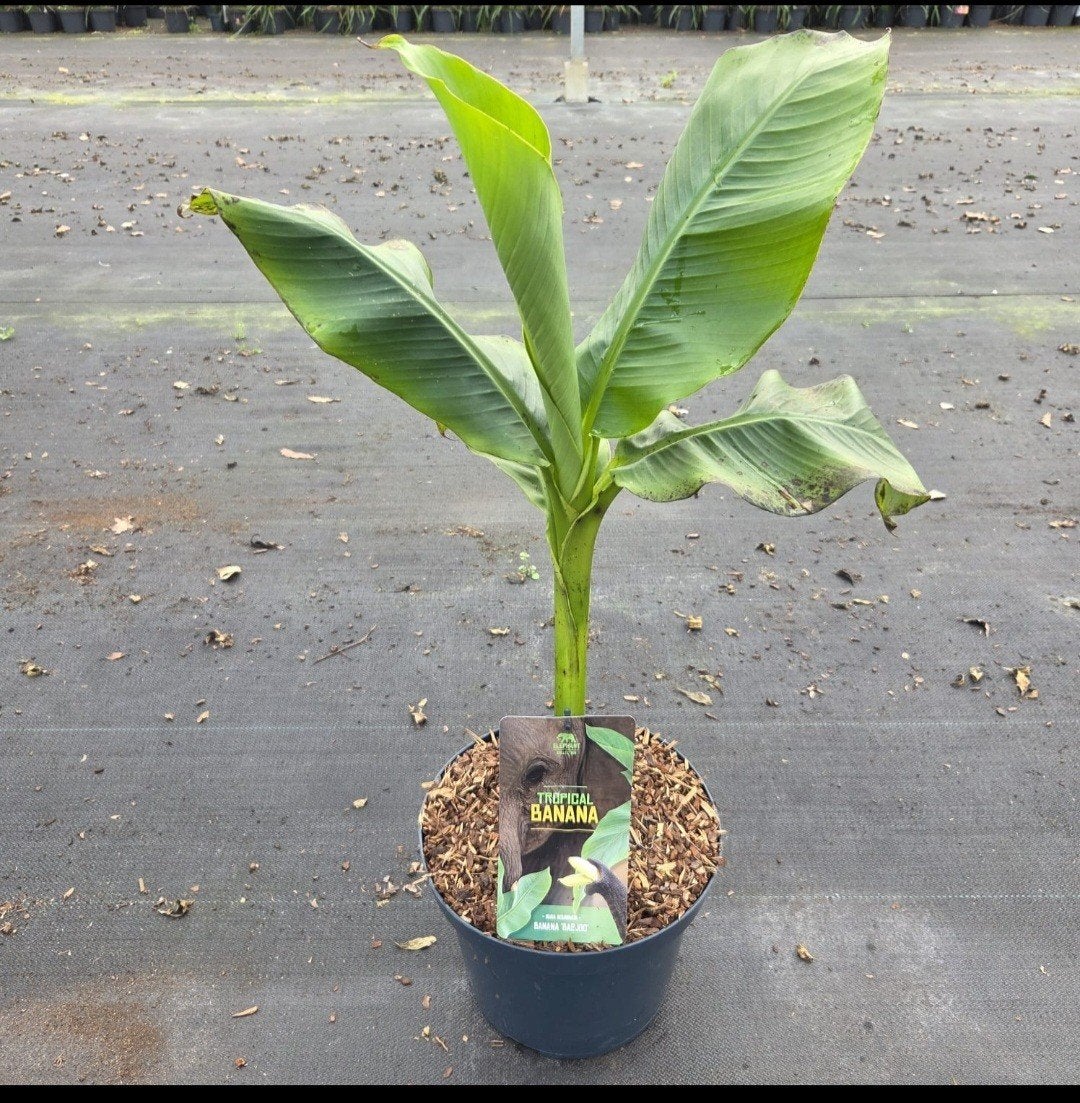 Bananen plant, Tuin en Terras, Planten | Tuinplanten, Ophalen of Verzenden, Overige soorten, Volle zon