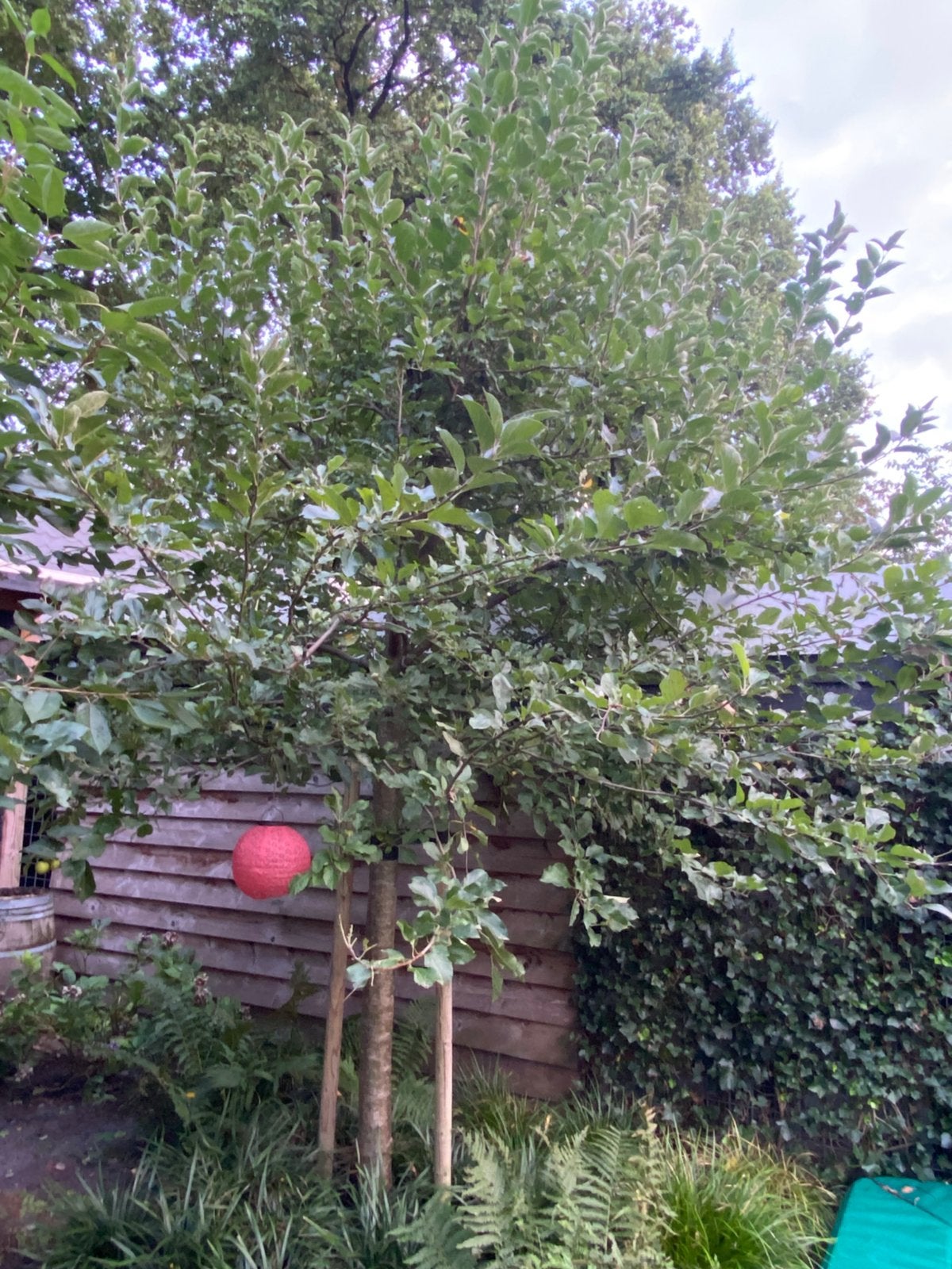 Hoogstam appelboom, Tuin en Terras, Planten | Bomen, Ophalen, Lente, Volle zon, Overige soorten